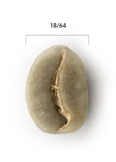 grano de café